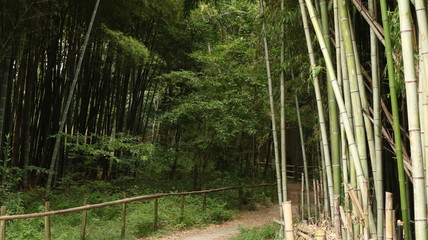  愛知 緑地公園 夏 日中 ハイキング 散策 竹林