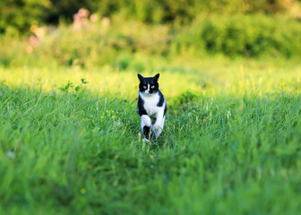 young beautiful cat is fun and fast running on green meadow in summer Park