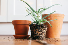 Aloe Vera With Roots In Ground Repot To Bigger Clay Pot Indoors. Care Of Plants. Planting Succulent On Wooden Background. Gardening Concept. Repotting Plant