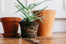 Repotting Plant. Aloe Vera With Roots In Ground Repot To Bigger Clay Pot Indoors. Care Of Plants. Succulent On Wooden Background. Gardening Concept