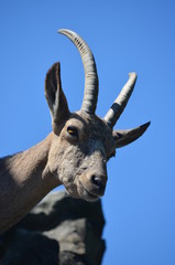 Poster - mountain goat with large long horns blue sky bright sun zoo