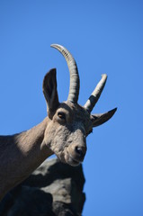 Poster - mountain goat with large long horns blue sky bright sun zoo