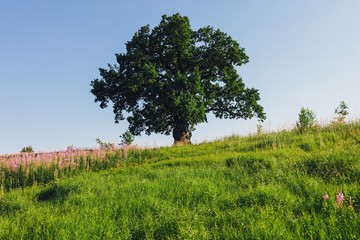 Wall Mural - oak tree on green meadow at sunny summer day