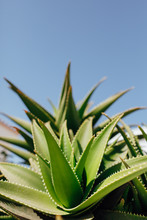 Aloe Vera Plant Against Blue Sky Background