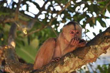 cappuccino monkey