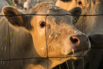 Fenced Off Cow 2