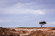 Lonely tree on a rocky coastline with a cloudy sky