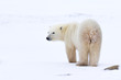 Polar bear looking over his shoulder on the white tundra