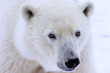 Close up of Polar Bear face looking into camera