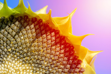 closeup of sunflower with seeds