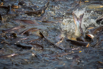 A large number of fish in rivers in tropical habitat.