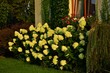 'Limelight' hydrangeas paniculata at the house - big white flowers