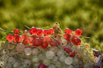 The currant is red and white against the setting sun. Berries are collected in the garden of organic farming.