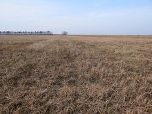 part of a brown field with dry grass and trees on the horizon with sky