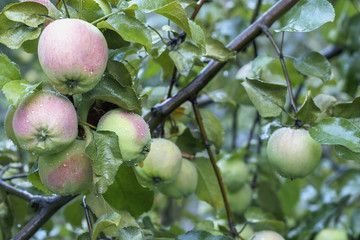 several ripening apples with dew drops on a branch close-up .