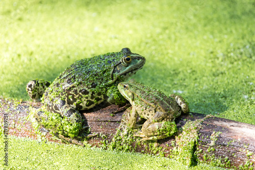 Plakat Zielone żaby w stawie pełnym rzęsy wodnej