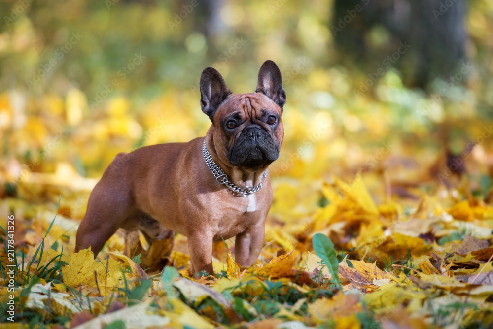 beautiful french bulldog posing outdoors in autumn - obrazy, fototapety, plakaty 