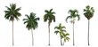 Collection of Palm trees isolated on white background