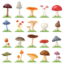 Mushroom And Toadstool Collection - Vector Color Illustration