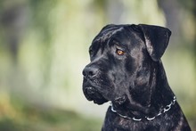 dog-cane-corso-free-stock-photo-public-domain-pictures