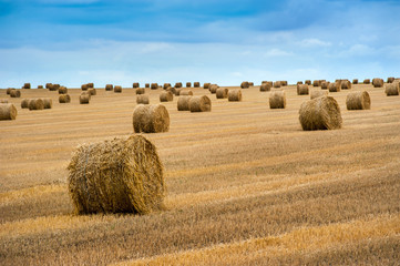 Wall Mural - many hay bales on autumn field after harvest