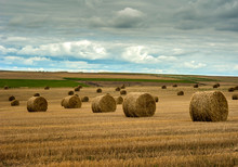 Panoramic View Of Hay Bales On Autumn Field After Harvest