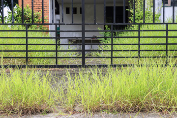 Wall Mural - Grass and weed side fence at rainy season.