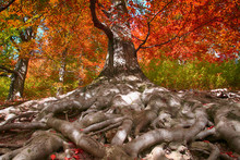 Old Beech Tree With Nice Roots