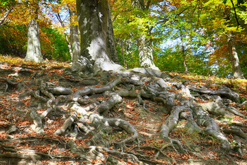 Canvas Print - old beech tree with nice roots