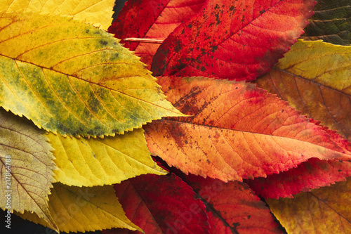 Foto-Lamellenvorhang - Autumn seasonal background, colourful ash leaves (von Prostock-studio)