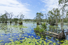 Landscape In Cattai Wetlands In Australia