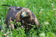© ecwo - golden eagle sitting on its prey