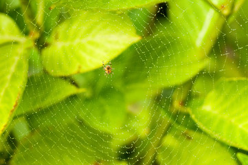 Spider weaving his web