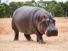 Common Hippopotamus, Hippopotamus Amphibius, Or Hippo Is Common To Africa.