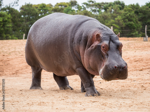 Photographie Common hippopotamus, hippopotamus amphibius, or hippo is common to Africa
