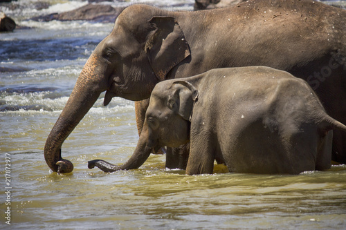 Plakat stado słoni w rzece