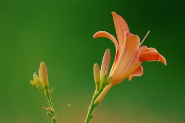 Flowers lily isolated on green background