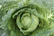 Closeup background of a leafy green cabbage