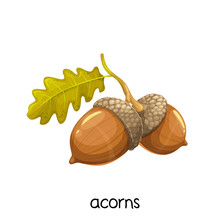 Acorns With Leaves