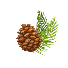 Pine Branch With Cone