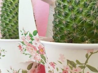 Two cactus in colorful pots 