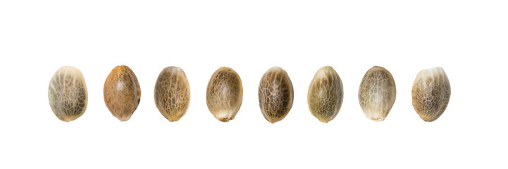 Close up of hemp seeds arranged in a straight line isolated on white background