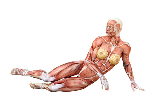 3D Rendering Female Anatomy Figure on White