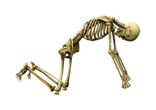 3D Rendering Human Skeleton on White
