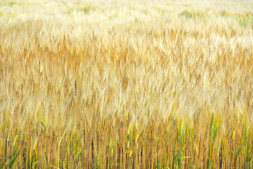 golden color wheat