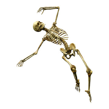 3D Rendering Human Skeleton on White