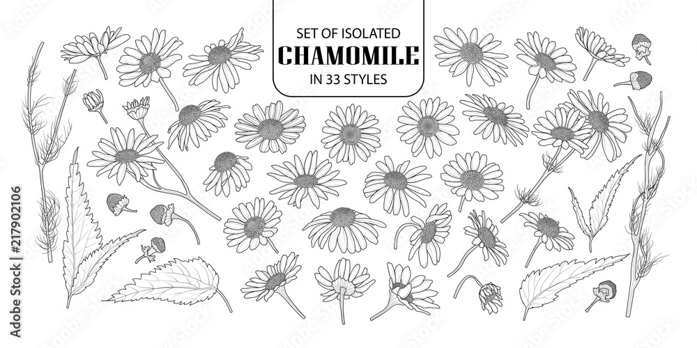 Set of isolated chamomile in 33 styles. - obrazy, fototapety, plakaty 