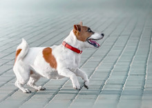 A Small Dog Jack Russell Terrier In Red Collar Running, Jumping, Playing And Barking On Gray Sidewalk Tile At Sunny Summer Day