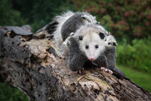 Drooling Opossum (Didelphimorphia) Carries Her Joeys Across Log