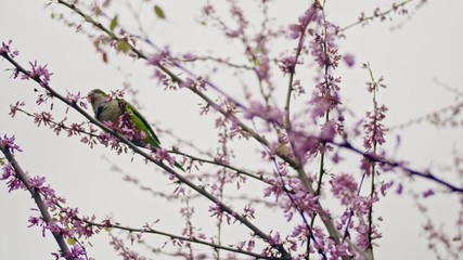 Fototapete - Beautiful parrot on wild cherry